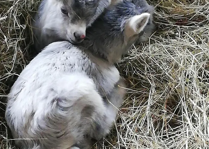 Bauernhof Bichlhof Appartement